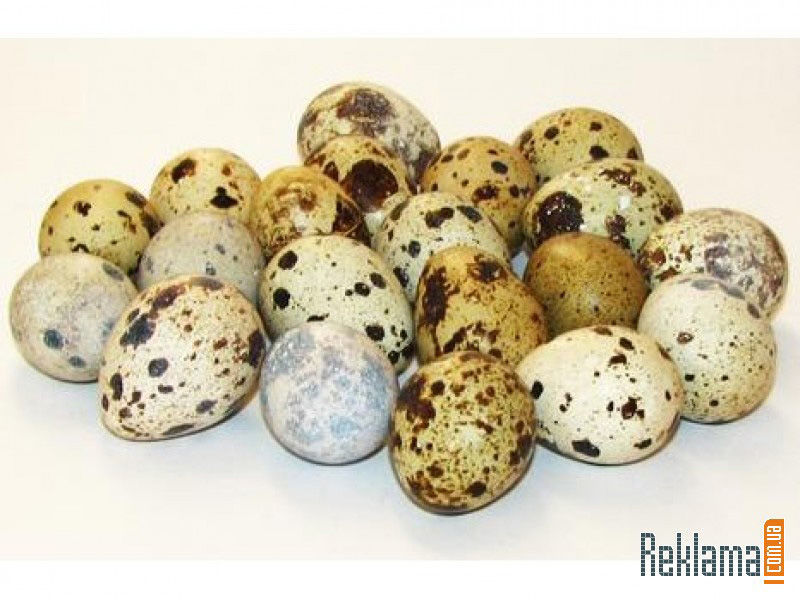 Quail eggs